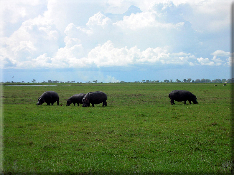 foto Parco nazionale del Chobe